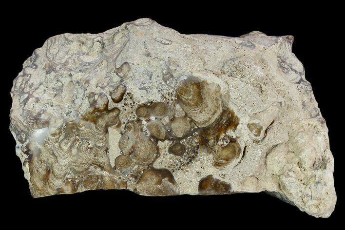 Polished Fossil Stromatolite (Chlorellopsis?) - Wyoming #123430
